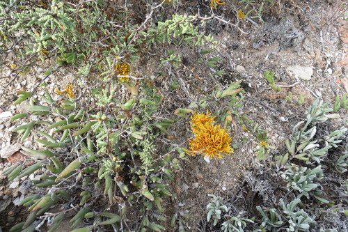 Dufourea image