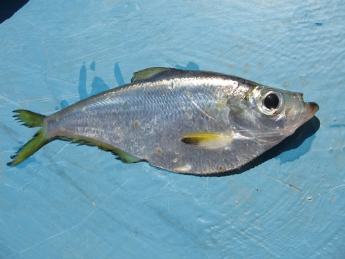 Hatchet herring (Ilisha fuerthii) — Pristigasteridae — 5