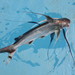 Red Sea Catfish - Photo (c) Jorge Arturo Bogantes Montero, some rights reserved (CC BY-NC), uploaded by Jorge Arturo Bogantes Montero