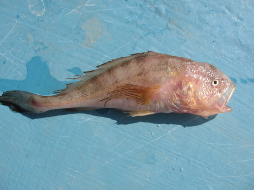 Pacific smalleye croaker (Nebris occidentalis) — Sciaenidae — 3
