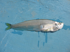 Panama Longfin Herring photo 1