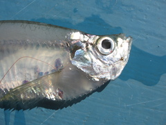 Panama Longfin Herring photo 2