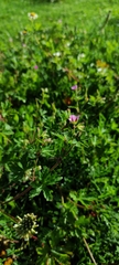 Geranium potentillifolium