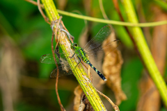 Erythemis simplicicollis