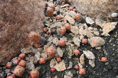 Crassula barklyi