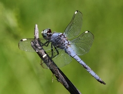 Libellula comanche