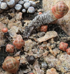 Crassula barklyi