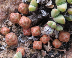 Crassula barklyi