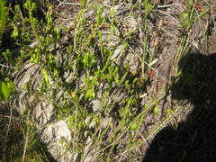 Erica viridiflora viridiflora