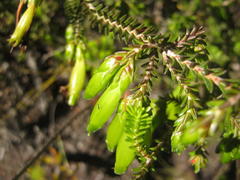 Erica viridiflora viridiflora