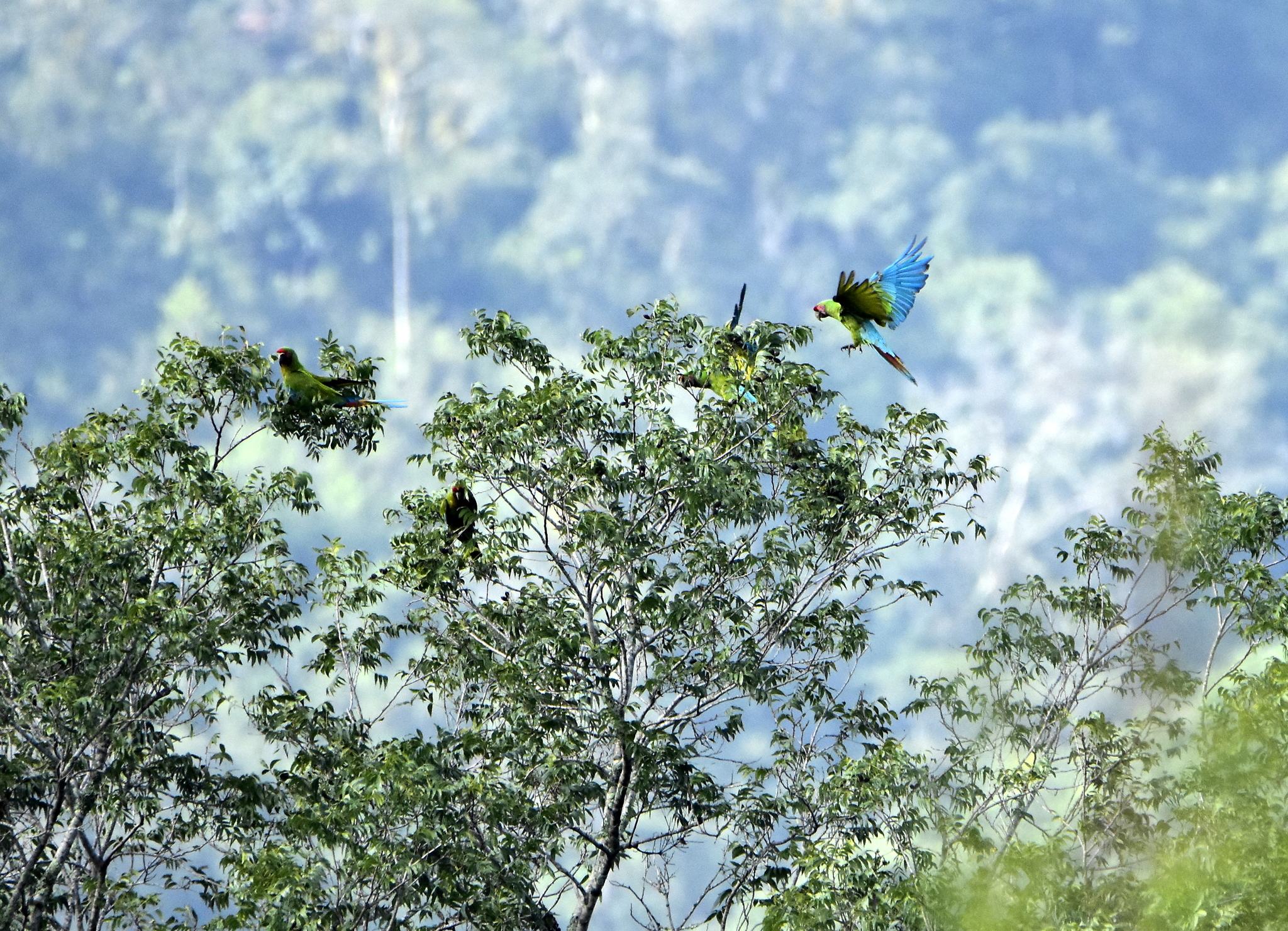 Military Macaw (Ara militaris)