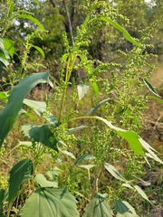 Cyclachaena xanthiifolia