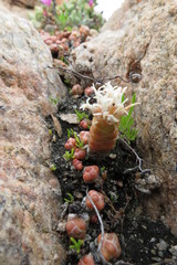 Crassula barklyi