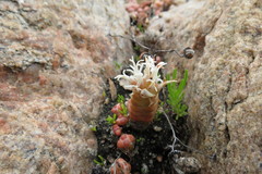 Crassula barklyi