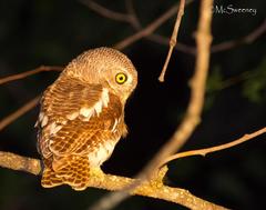 Glaucidium capense ngamiense
