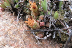 Crassula barklyi