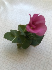 Oxalis purpurea