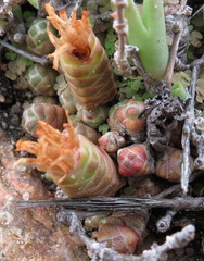 Crassula barklyi
