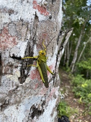 Tropidacris cristata