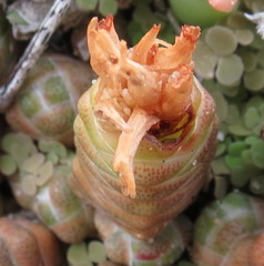 Crassula barklyi