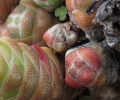 Crassula barklyi