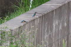Alcedo atthis