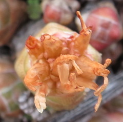 Crassula barklyi
