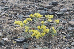 Limonium aureum