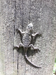 Sceloporus hondurensis
