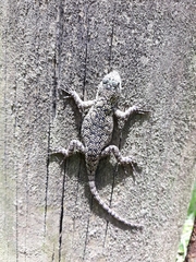 Sceloporus hondurensis