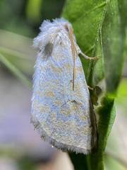 Lythrodes tripuncta