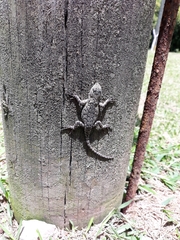 Sceloporus hondurensis