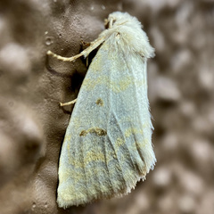 Lythrodes tripuncta