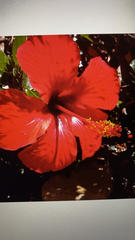 Hibiscus rosa-sinensis