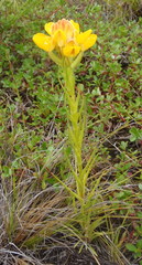 Ceratandra grandiflora