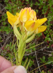 Ceratandra grandiflora