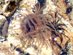 Isactinia olivacea