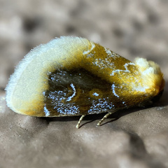 Chrysoecia scira