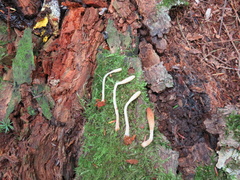 Trichoderma alutaceum