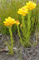 Ceratandra grandiflora