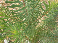 Leucadendron galpinii
