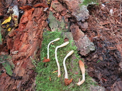 Trichoderma alutaceum