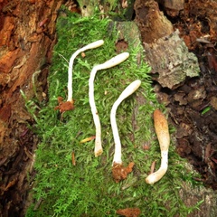 Trichoderma alutaceum