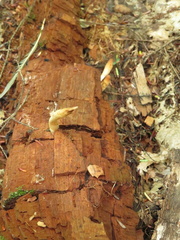 Trichoderma alutaceum