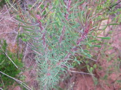 Leucadendron galpinii