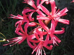 Nerine sarniensis