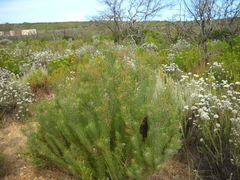 Leucadendron galpinii
