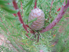 Leucadendron galpinii