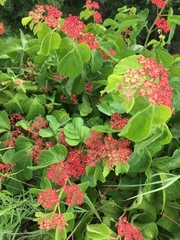 Jatropha podagrica