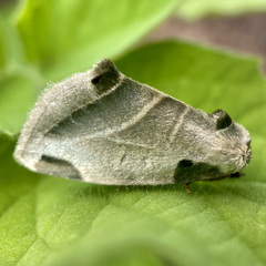 Heminocloa mirabilis